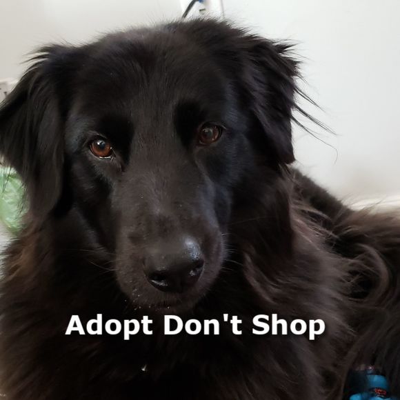 Meet your Posher, Lara - Picture 1 of 1